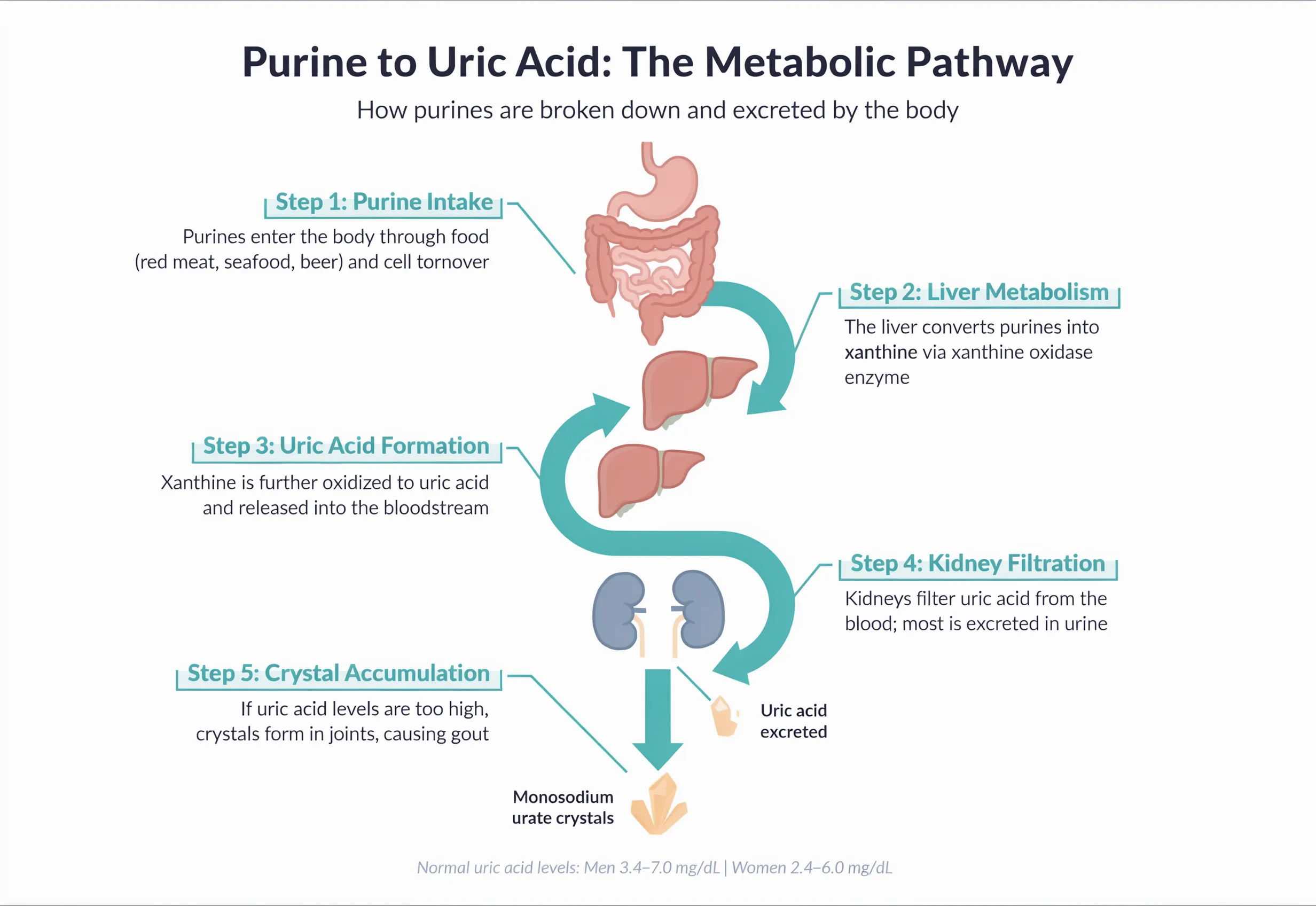 Medical infographic showing the metabolic pathway from dietary purines to uric acid production in the body, and the role of the kidneys in excretion