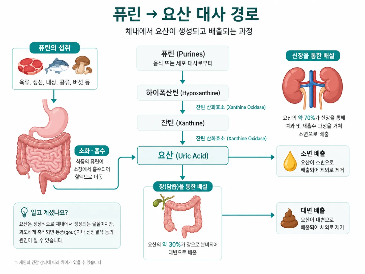 퓨린이 체내에서 요산으로 대사되고 신장을 통해 배출되는 과정을 설명하는 의학 인포그래픽