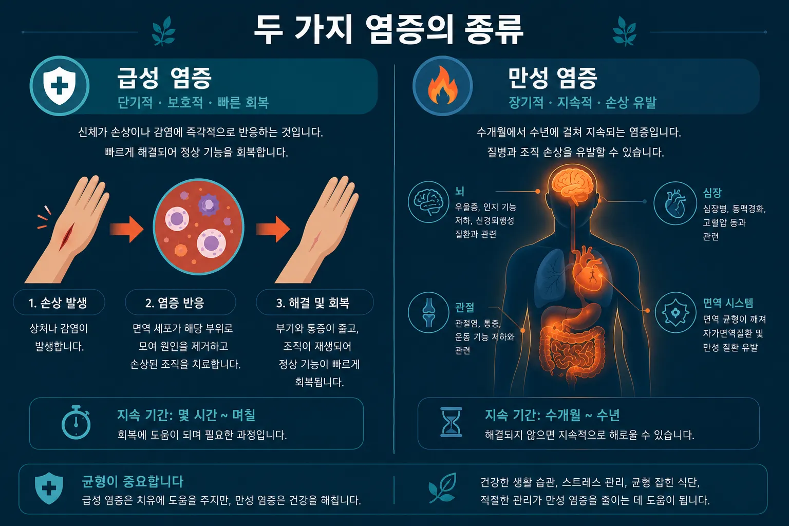 급성 염증과 만성 염증을 비교하는 의학 인포그래픽. 급성은 상처 부위가 빠르게 치유되는 과정을, 만성은 주요 장기 주변의 지속적 염증 상태를 보여줌.