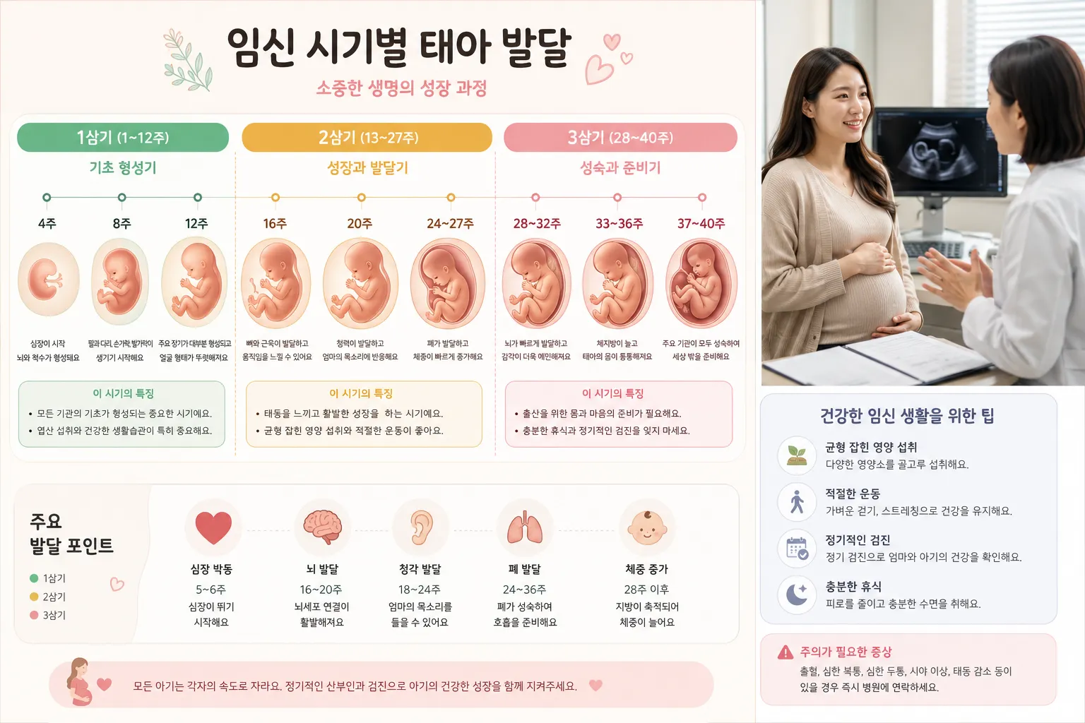 임신 시기별 태아 발달 과정과 약물 위험도를 설명하는 이미지