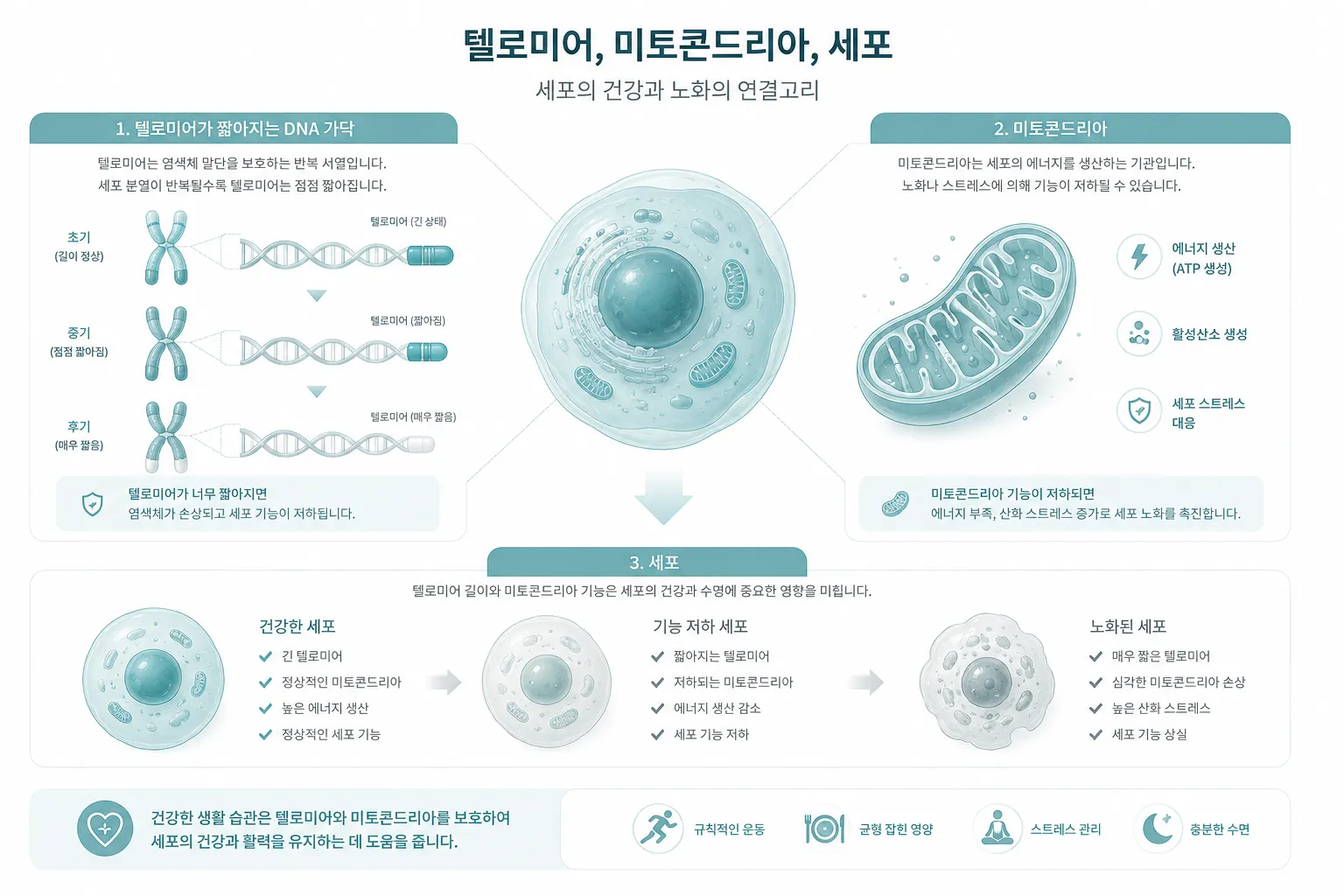 텔로미어 단축과 세포 노화 메커니즘을 보여주는 과학 인포그래픽 일러스트