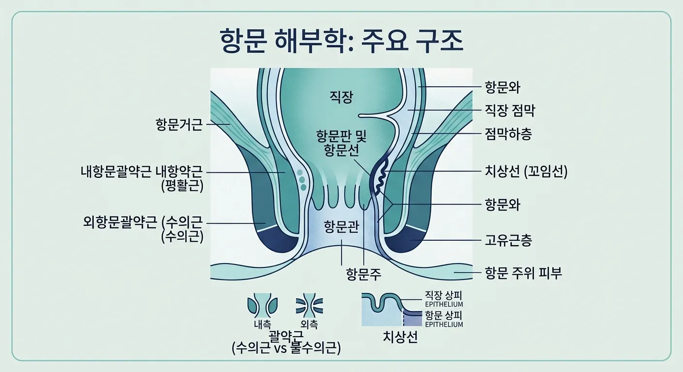치핵, 치열, 치루의 차이를 보여주는 도식화된 대장항문 구조 인포그래픽