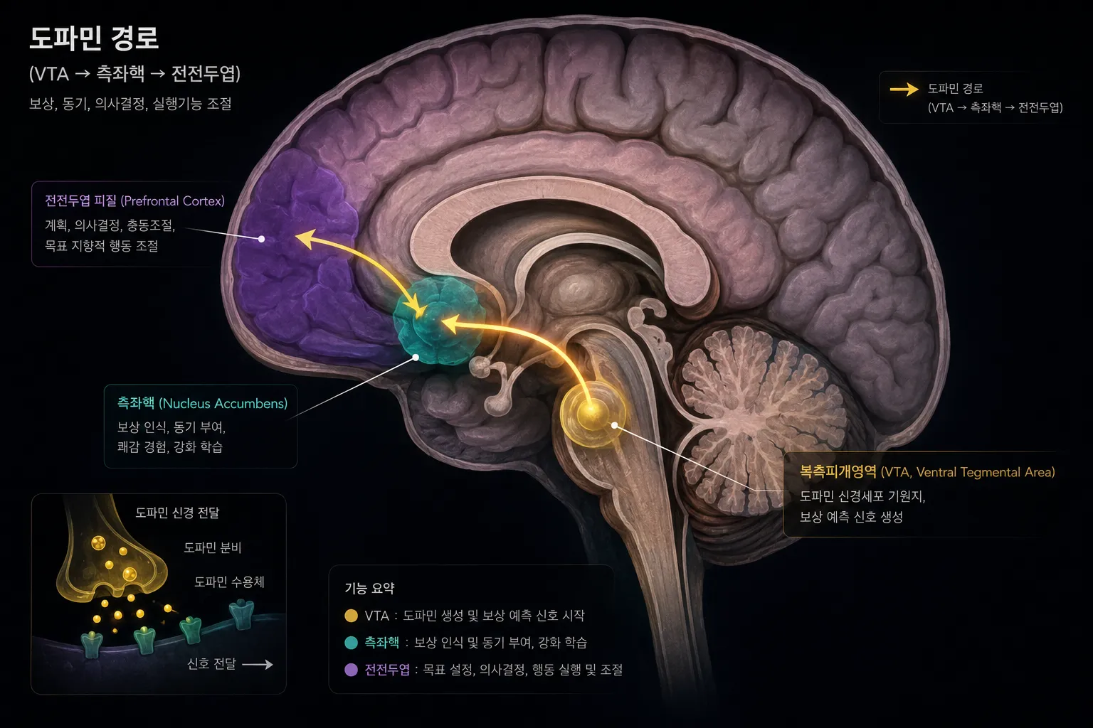 뇌의 도파민 보상 경로를 보여주는 신경과학 일러스트 — 복측 피개 영역(VTA)에서 측좌핵을 거쳐 전전두엽으로 이어지는 중뇌변연계 경로 시각화
