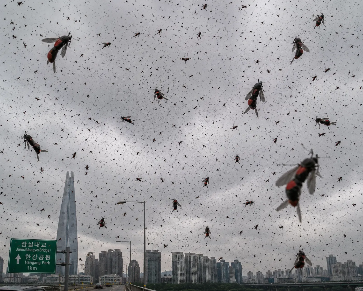 A dense swarm of Love Bugs (Plecia longiforceps, 붉은등우단털파리) filling the sky above a Seoul urban park. Mating pairs with distinctive red thoraxes fly tandem in Korea's summer.