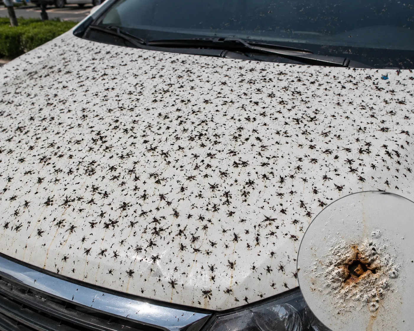 A white car's hood covered with dozens of Love Bug (Plecia longiforceps) carcasses after driving through a swarm. The acidic body fluids can etch the car's clear coat if not removed promptly.